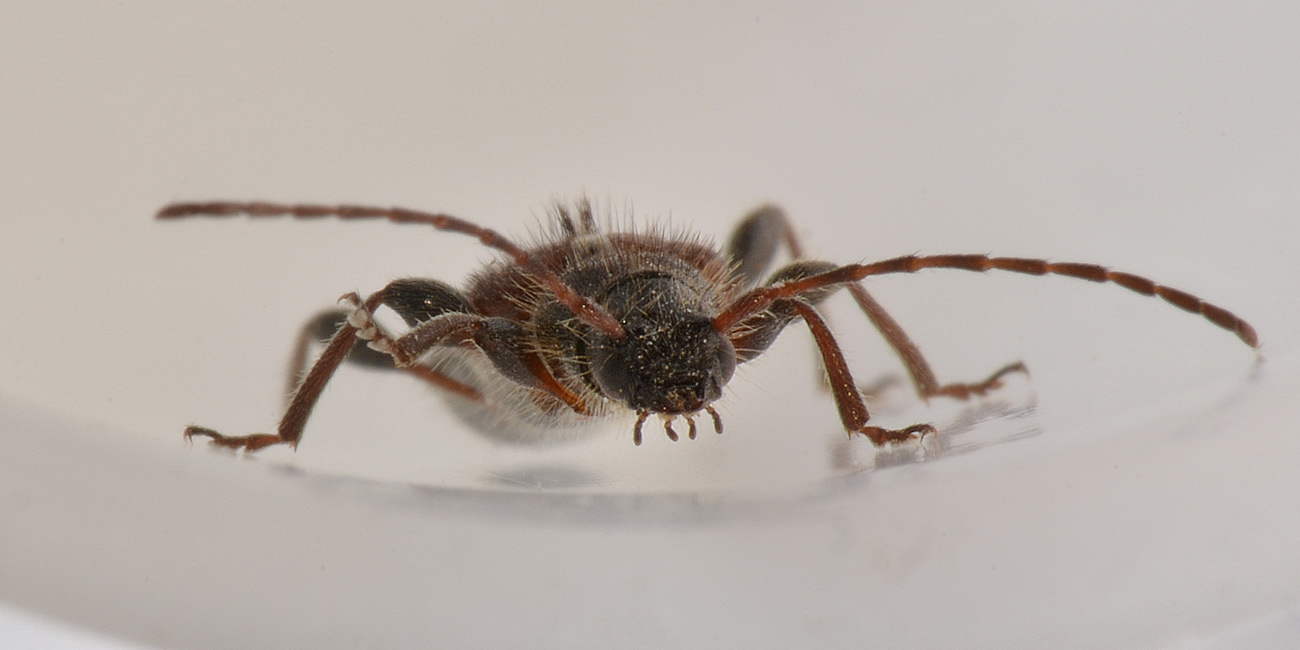 Cerambicidae:   Poecilium alni